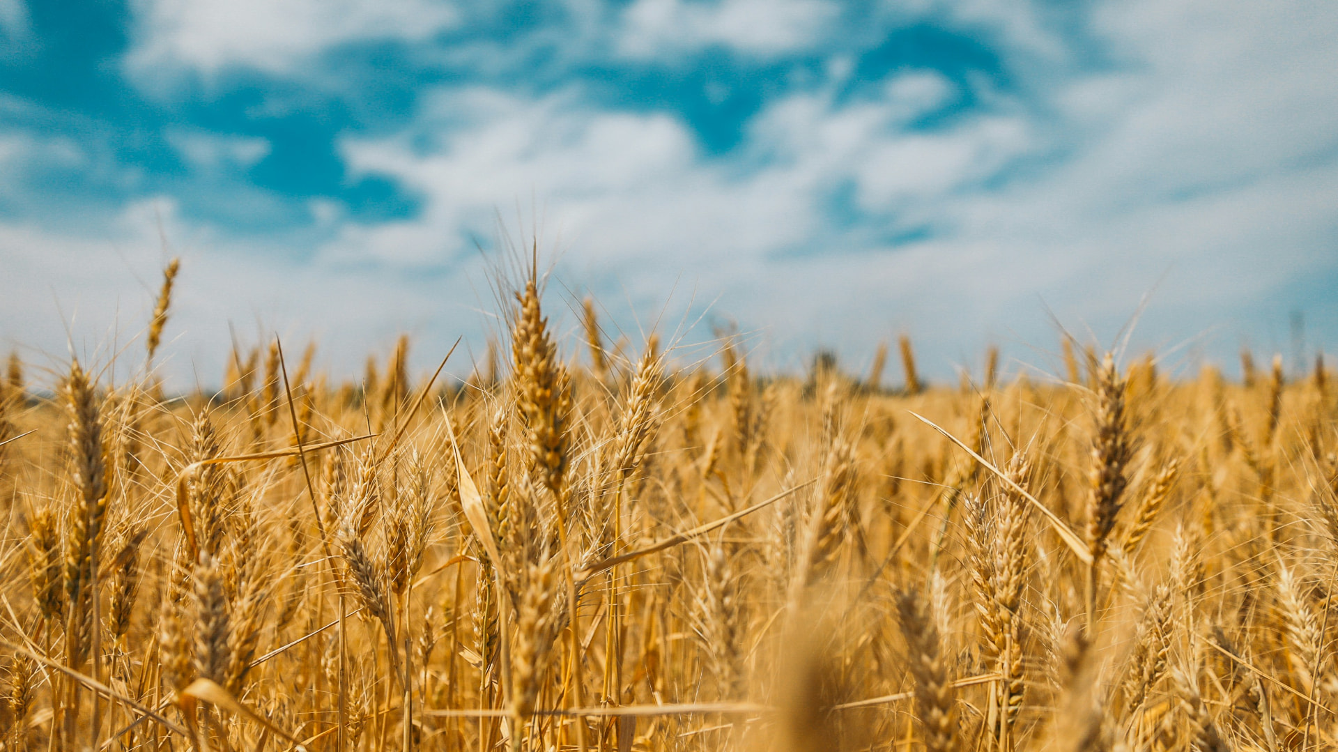 Golden wheat heads standing tall under a bright blue sky with soft clouds